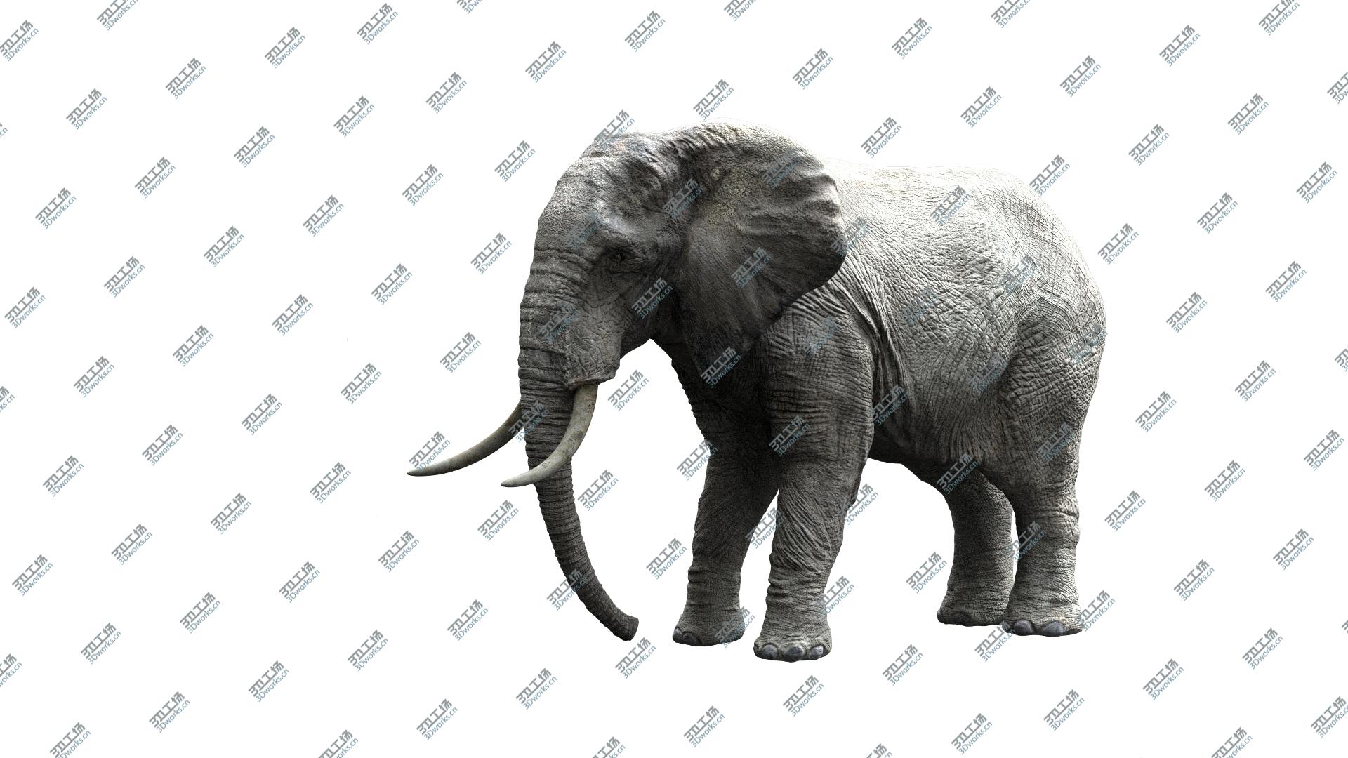 images/goods_img/20210113/African Elephant (Animation) (Rigged)/4.jpg